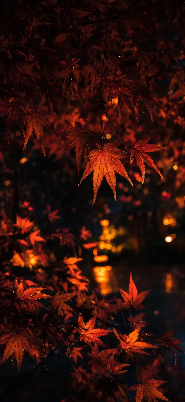 황혼의 단풍