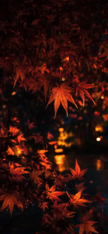 황혼의 단풍